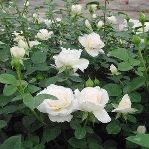 Biały, kremowy - róża wielkokwiatowa - Hybrid Tea